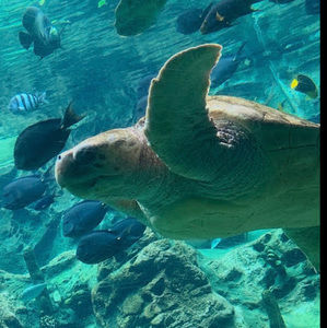 Meet your Posher, Javier